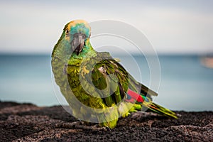 Green colorful parrot with red wing tips looking at camera. Lanzarote, Canary Islands, Spain.