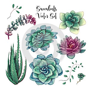 Green colorful succulent bouquets vector design objects