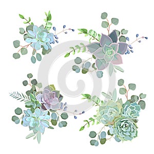 Green colorful succulent Echeveria vector design objects