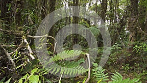 Green colors of primeval forest in wild nature