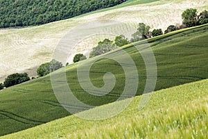 Green colors of Tuscany