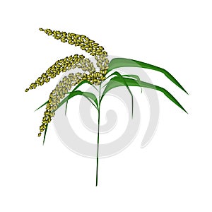 Green Colors of Unripe Millet on White Background