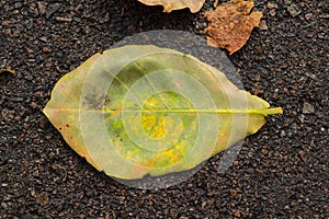 A green colour leaf on the road with abstract background.
