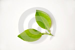 The green colour pair of lamon leaves isolated in white background