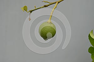 Green coloured unriped lemon on a branch of a lemon tree in a kitchen garden.