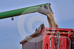 Green combine harvester machine unloading sorghum into a red trailer truck. sorghum harvest in summer. Sunny blue sky