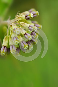 Green Comet Milkweed - Asclepias viridiflora