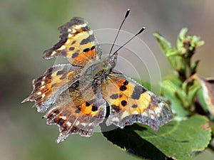Green Comma Butterfly on a Leaf