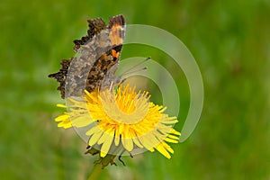 Green Comma Butterfly - Polygonia faunus