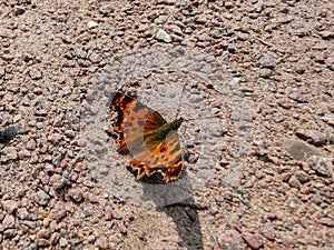 Green comma butterfly sitting on a ground