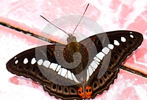 Green Commodore butterfly (Limenitis daraxa) photo