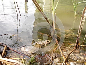 Green common frog sitting in a pond