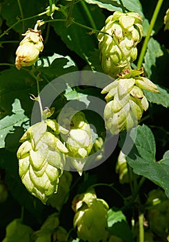 Green common hops