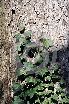 Green common ivy climbing up a tree