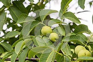 Green common walnuts on the branch. Juglans