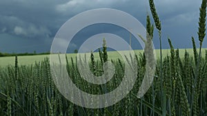 Green common wheat Triticum aestivum field on dark cloudy sky in summer before the storm. Wind bloweing