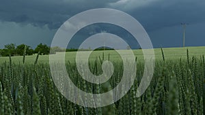 Green common wheat Triticum aestivum field on dark cloudy sky in summer before the storm. Wind blowing