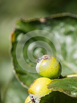 Green common whitebeam fruit