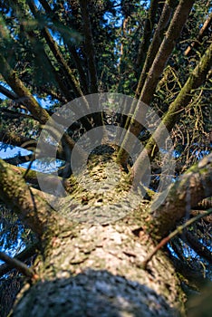 Green concept. Top tree with green Leaves shot from below and sun light