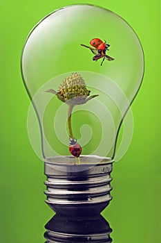 Green concept with two ladybugs in lightbulb