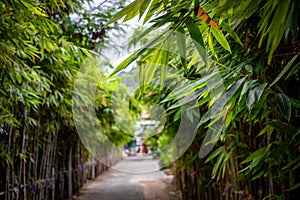 Green concrete walkway with both sides covered with bamboo trees and green leaves