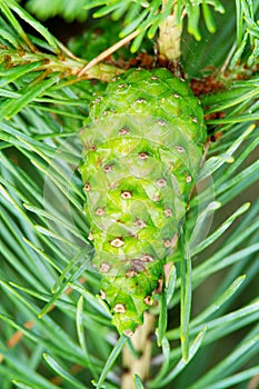 Green cone of the European black pine.