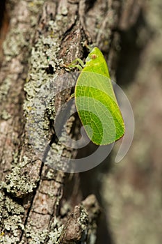 Green Cone-headed Planthopper - Acanalonia conica