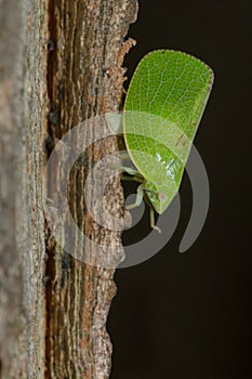 Green Cone-headed Planthopper - Acanalonia conica