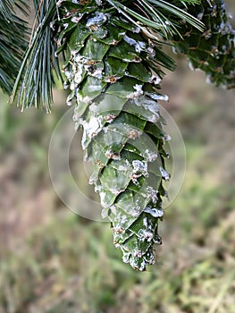Green cone on a southwestern white pine tree