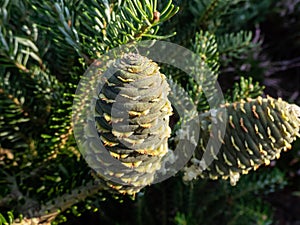 Green cones that appear upright of Korean Fir (Abies koreana) \'Horstmann\'s Silberlocke\'