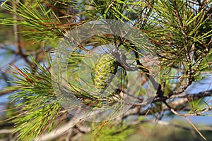 Green cones on the branches of a Mediterranean pine tree