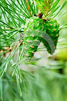 Green cones of the European black pine.