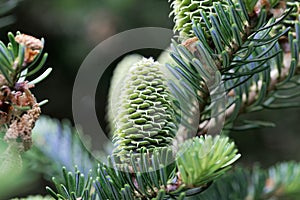 Cones of a Fraser fir Abies fraseri photo