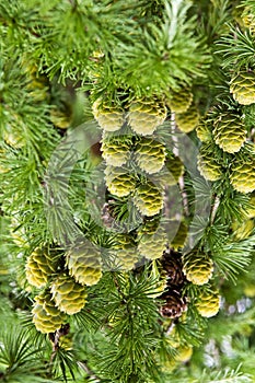 Green Cones on Larch Tree