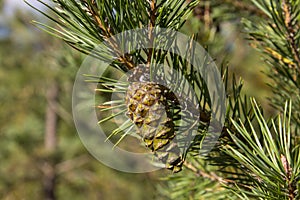 Green cones of the pine bedikah. tree, pinecone, nature.