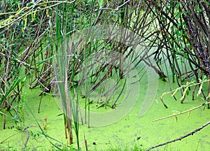 Green conferva on the water surface