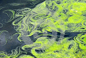 Green conferva on the water surface