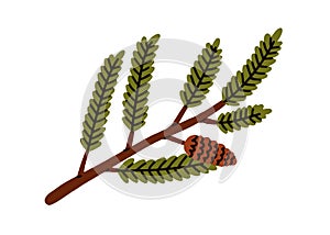 Green conifer branch with needles and cone. Evergreen coniferous tree twig, sprig. Plant, winter holiday decoration