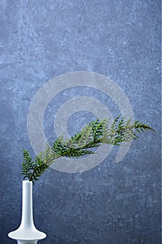 Green conifer branch in white vase on concretebackground