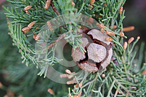 Fir cone close up with bokeh