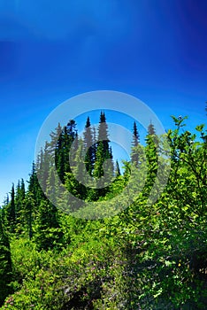 Green conifer forest on steep hillside