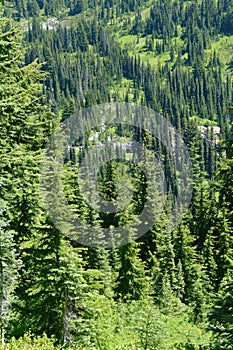 Green conifer forest on steep hillside