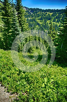 Green conifer forest on steep hillside