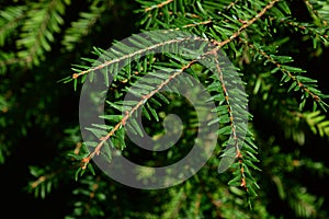 Green coniferous branch tip of Western Hemlock, also called Western Hemlock-Spruce, latin name Tsuga Heterophylla photo