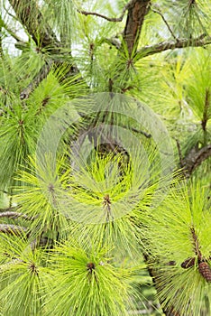 green coniferous on branches of pine with fruit