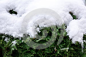 Green coniferous bush in snow, thuja hedge texture in winter.