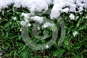 Green coniferous bush in snow, thuja hedge texture in winter.