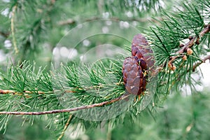 Green coniferous cedar ripe pine cones on tree branch. Concept harvesting and receiving oil.