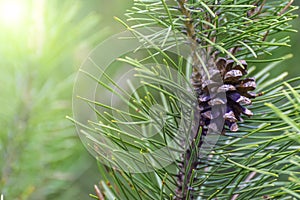 Green coniferous ripe cone on a pine branch, evergreen forest of sunlight