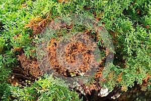 Green coniferous tree with some dried branches. American arborvitae tree, thuja problems and disease